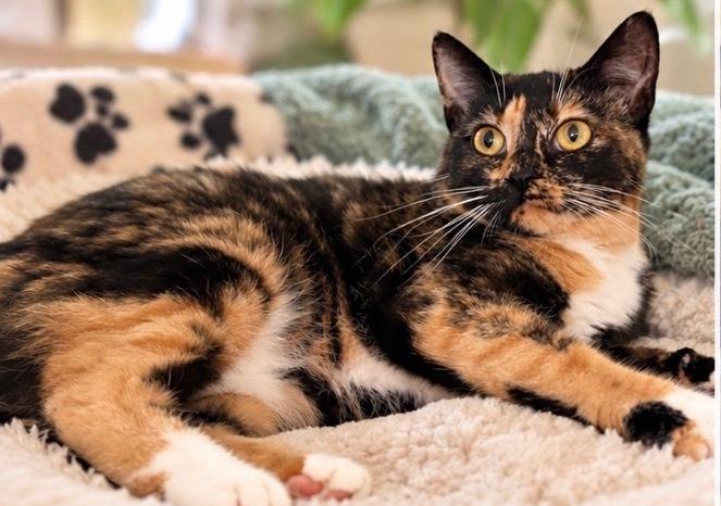 Enlarge Gorgeous Orchard, a Adoptable Domestic Short Hair in Mount Laurel, NJ image 3/5