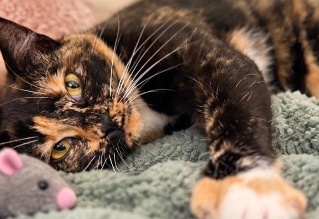 Enlarge Gorgeous Orchard, a Adoptable Domestic Short Hair in Mount Laurel, NJ image 4/5