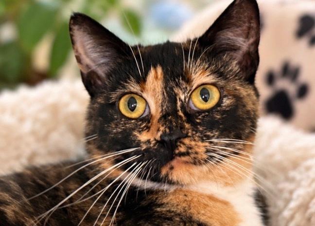 Enlarge Gorgeous Orchard, a Adoptable Domestic Short Hair in Mount Laurel, NJ image 5/5