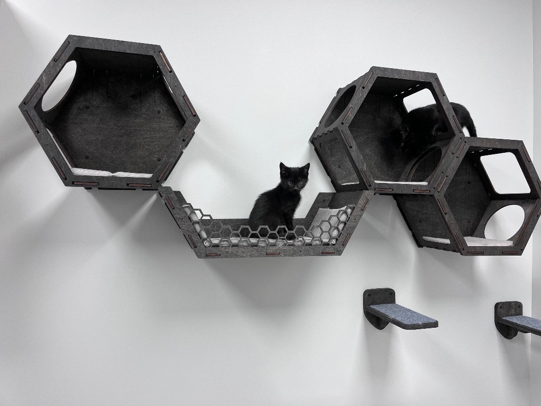 Enlarge Jasper , a Adopted Domestic Short Hair in Brighton, IL image 1/2