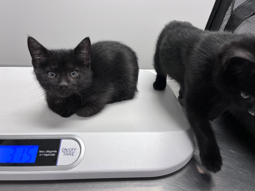 Enlarge Jasper , a Adopted Domestic Short Hair in Brighton, IL image 2/2