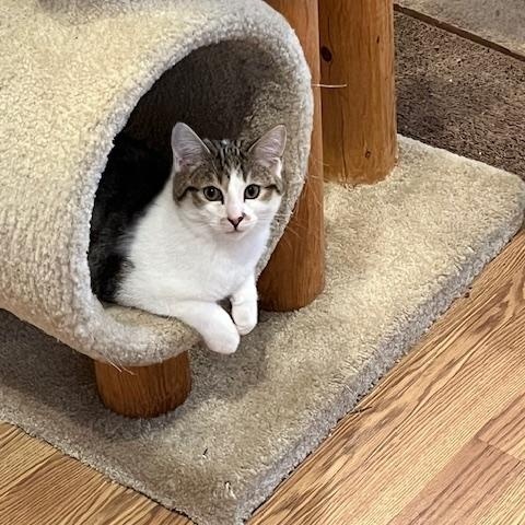 Remie, Adoptable, Adult Male Domestic Short Hair.