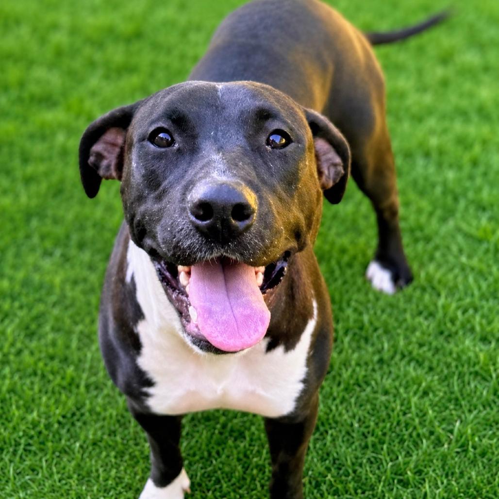 Rowan, Adoptable, Young Female Pit Bull Terrier & Mixed Breed.