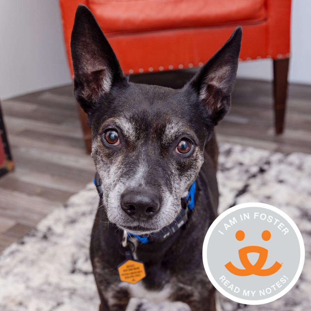 Enlarge Chica, a Adoptable mixed breed in Los Angeles, CA image 1/2