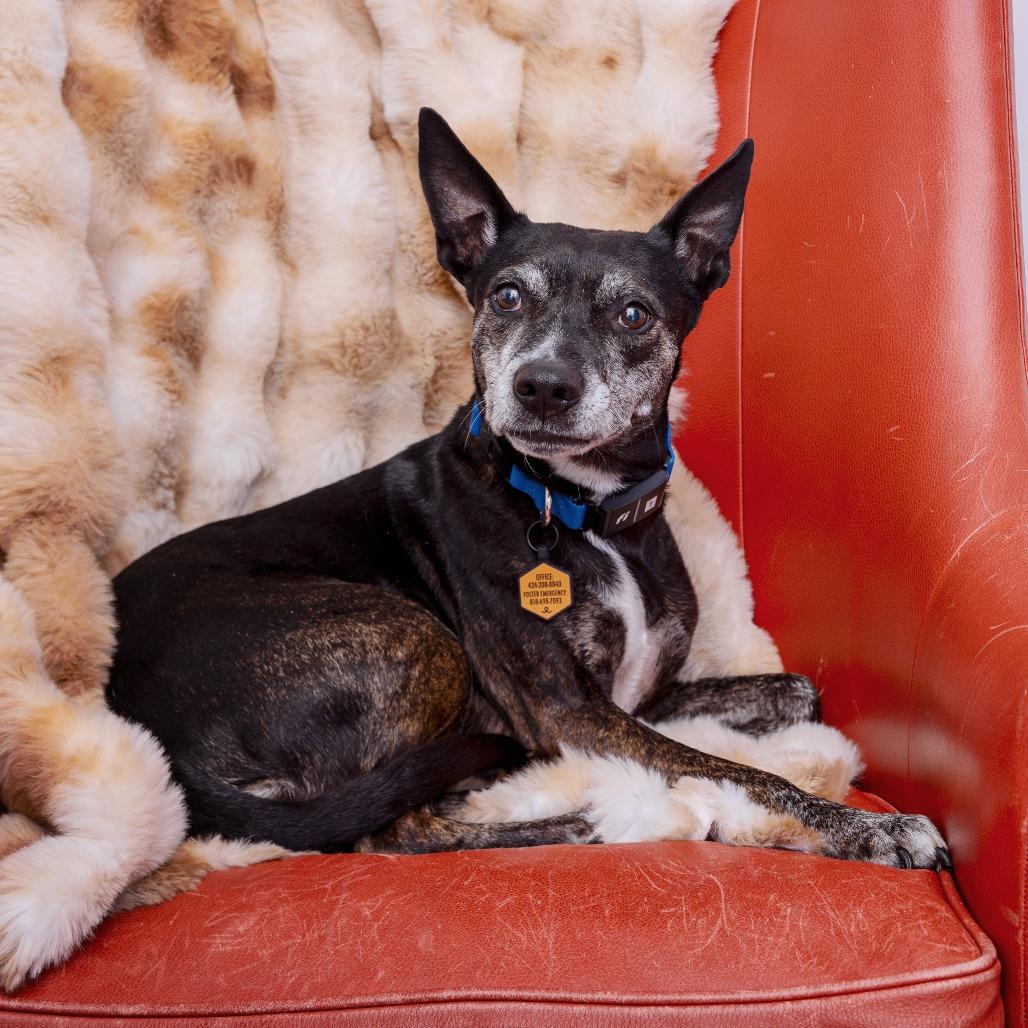 Enlarge Chica, a Adoptable mixed breed in Los Angeles, CA image 2/2