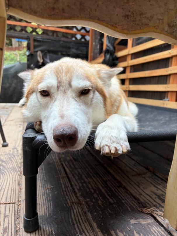 DELTA*, Adoptable, Young Female Siberian Husky.