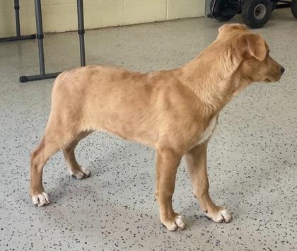 Enlarge Lora, a ADOPTABLE Shepherd in Glasgow, KY image 2/2