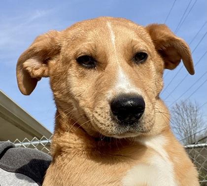 Enlarge Lora, a ADOPTABLE Shepherd in Glasgow, KY image 1/2