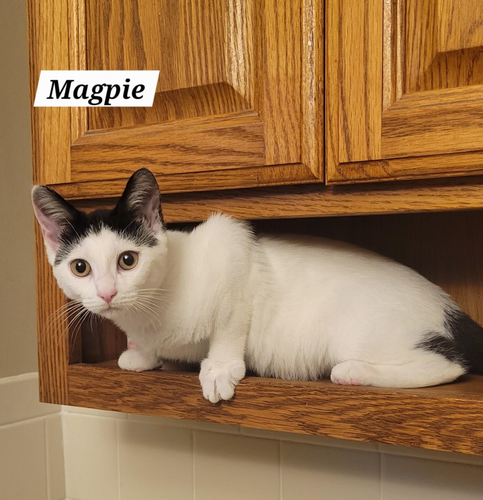 Enlarge Magpie, an adopted Domestic Short Hair in Green Brook, NJ image 1/2