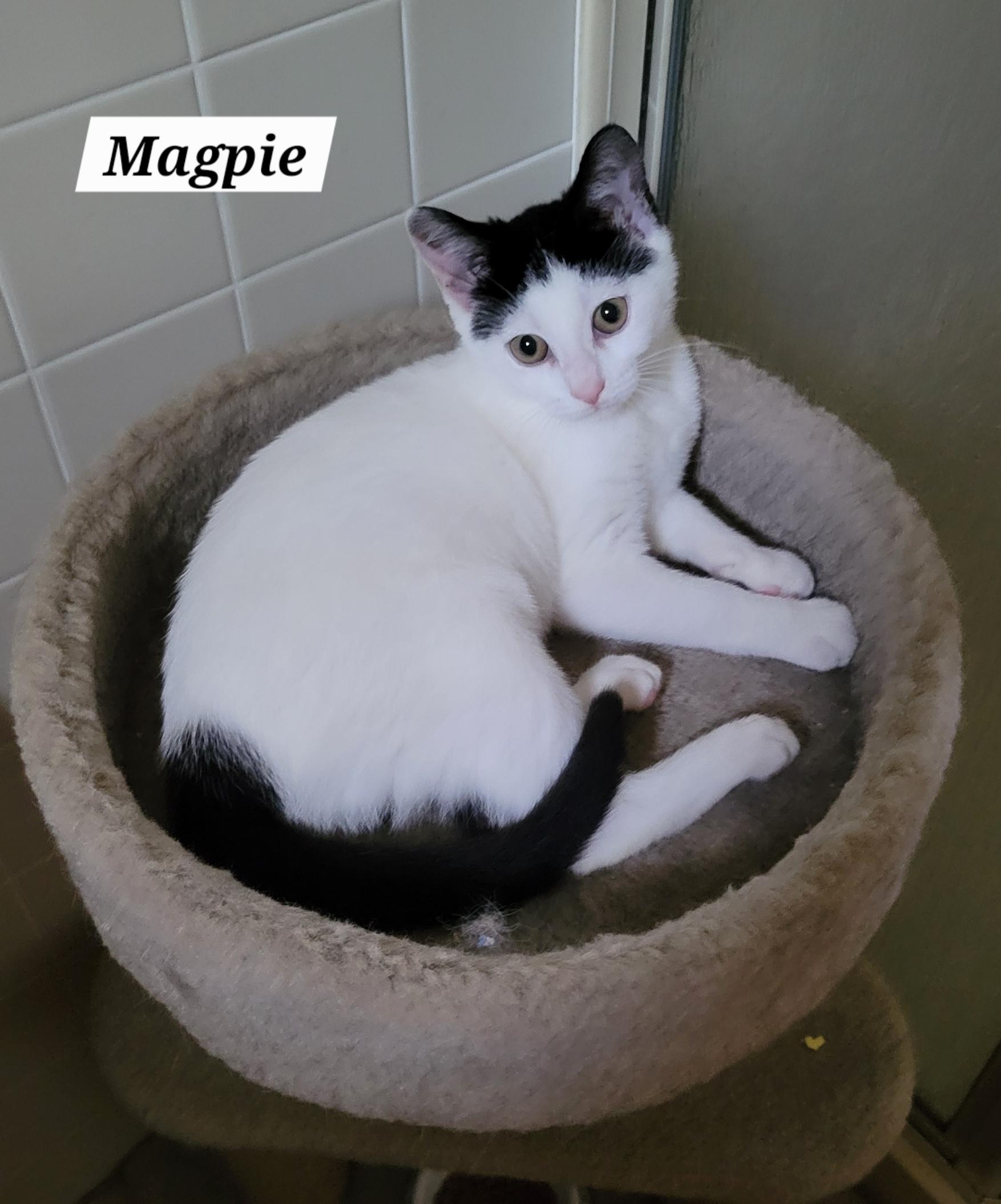 Enlarge Magpie, an adopted Domestic Short Hair in Green Brook, NJ image 2/2