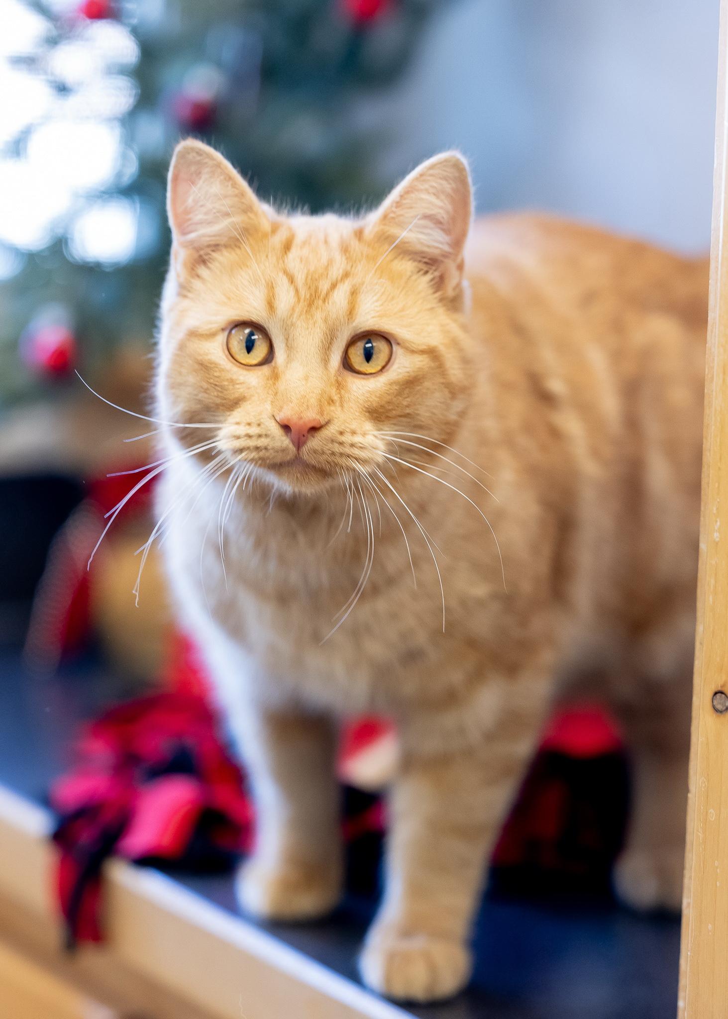 Enlarge OLIVER, a ADOPTABLE Domestic Short Hair in Moab, UT image 1/1