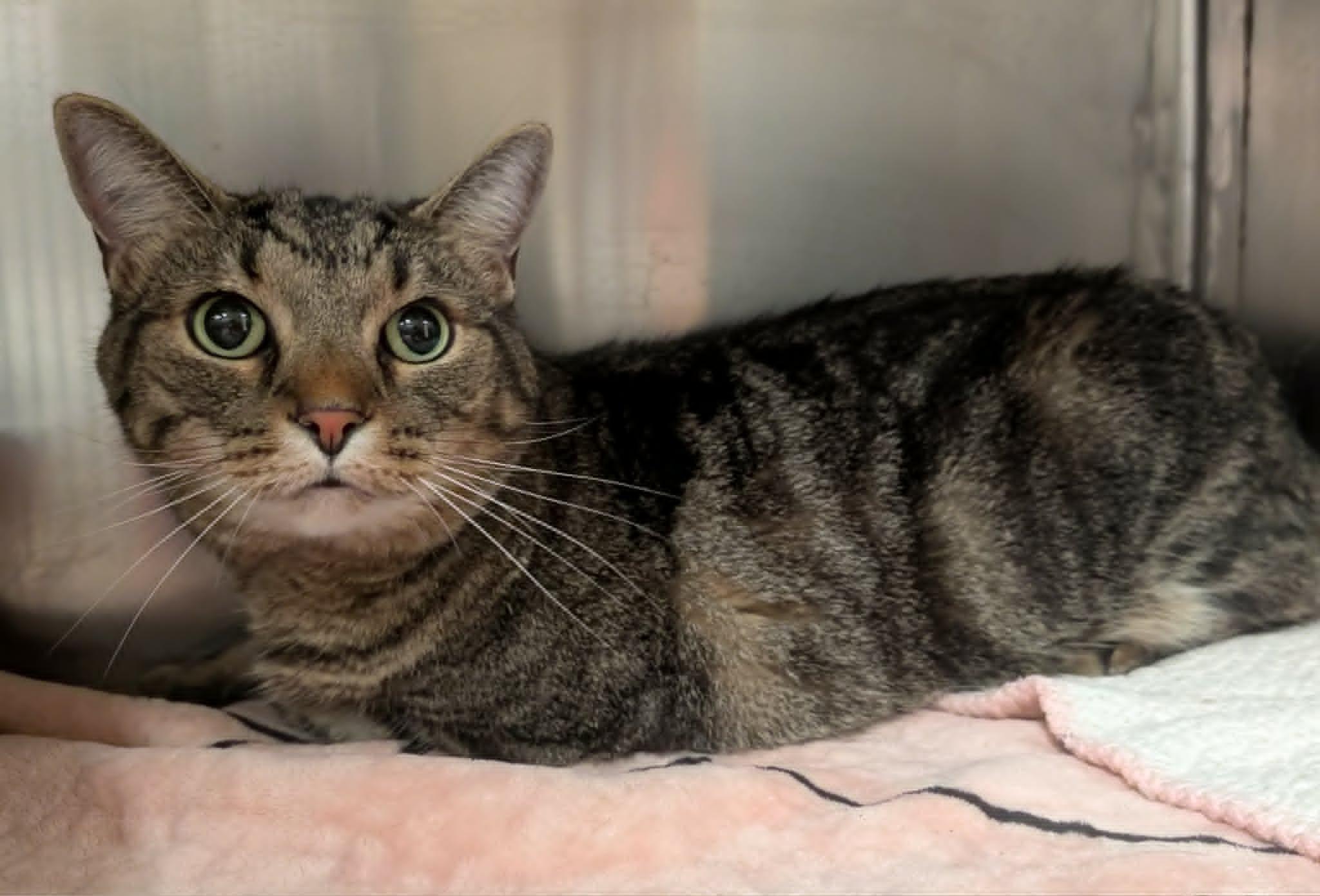 Zane H, adopted, Adult Male Tabby.