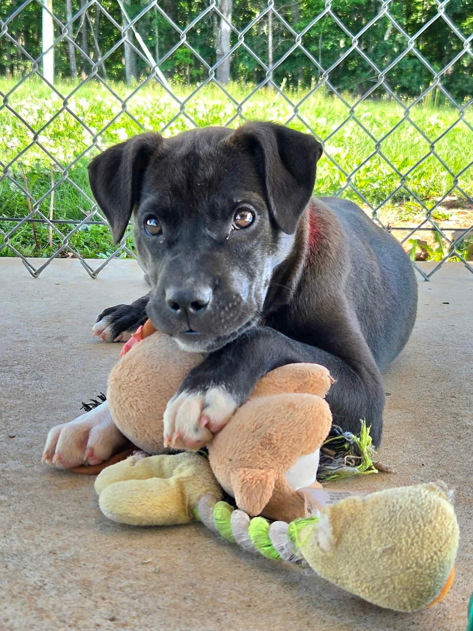 Enlarge Joy: At shelter, a Adopted Labrador Retriever in Rustburg, VA image 1/3