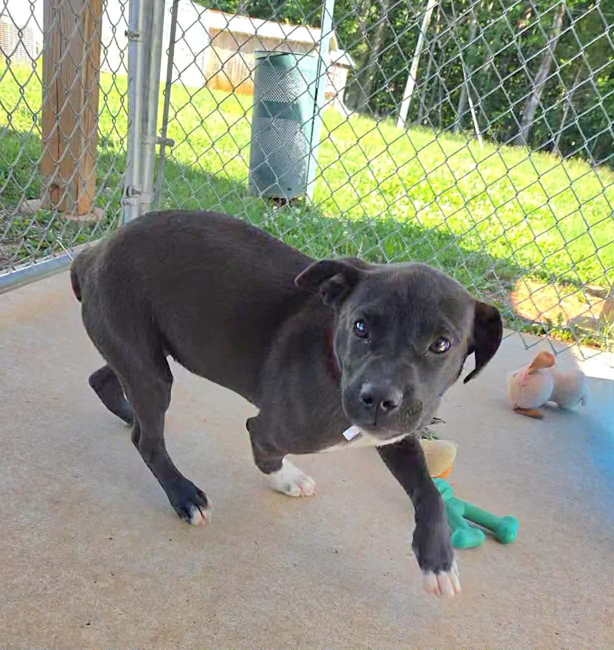 Enlarge Joy: At shelter, a Adopted Labrador Retriever in Rustburg, VA image 2/3