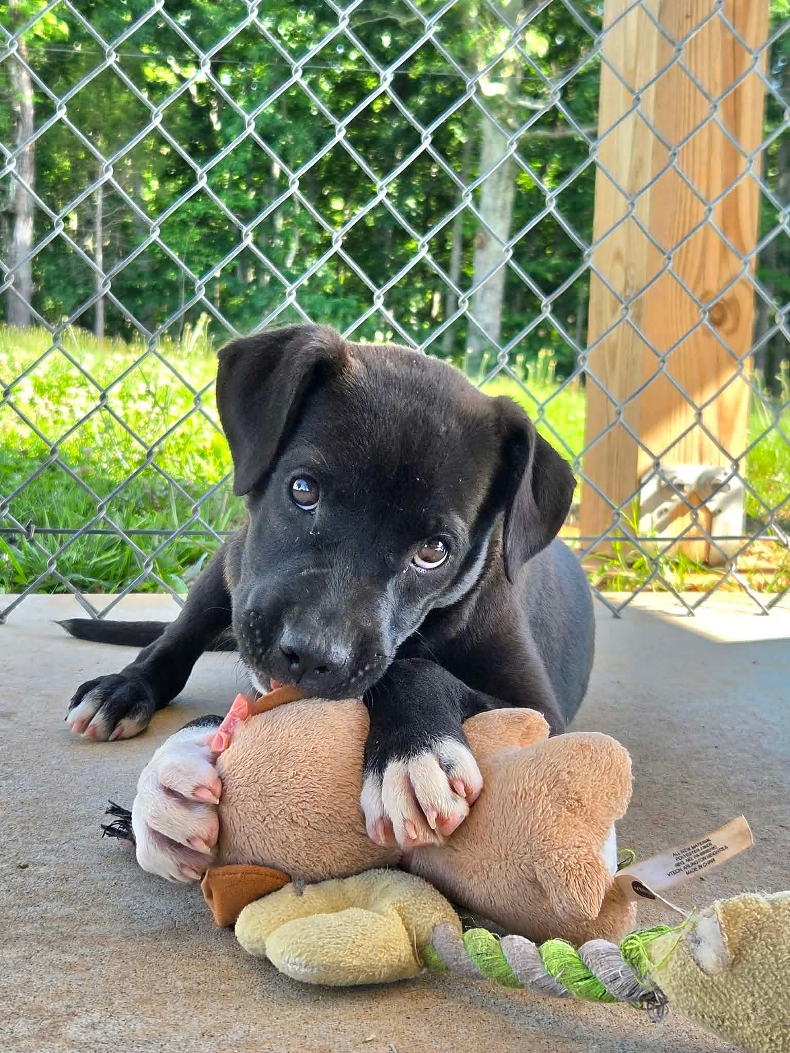 Enlarge Joy: At shelter, a Adopted Labrador Retriever in Rustburg, VA image 3/3