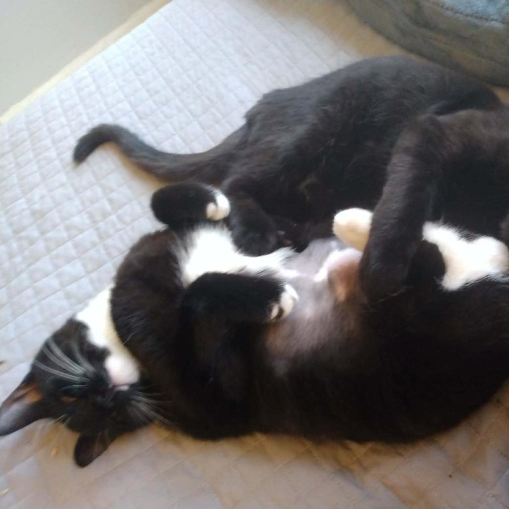 Beans, Adoptable, Kitten Female Domestic Short Hair.