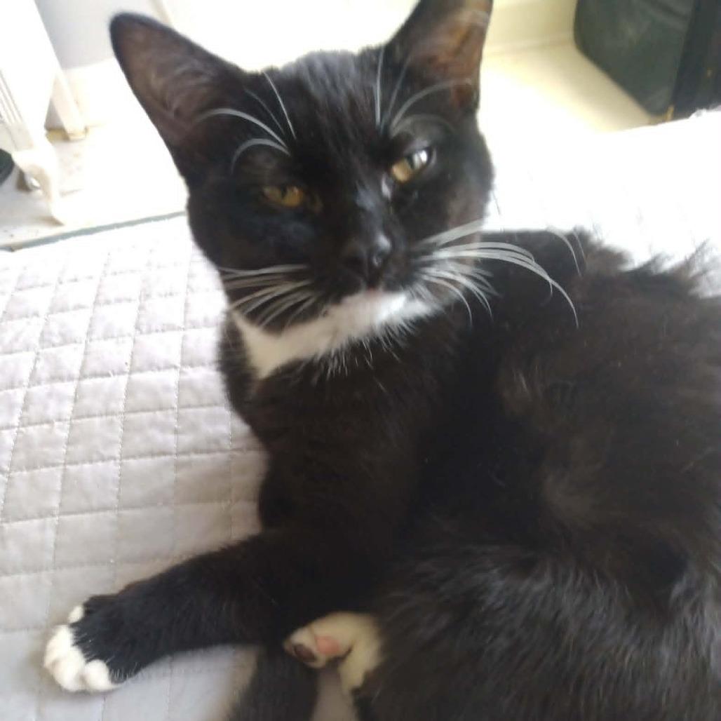 Beans, a Adoptable Domestic Short Hair in Springfield, OH image 2/3