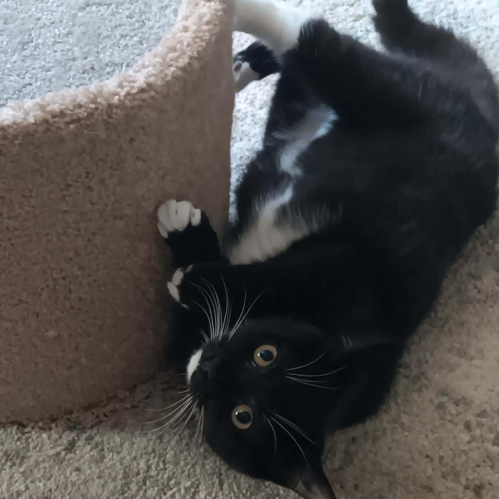 Enlarge Beans, a Adoptable Domestic Short Hair in Springfield, OH image 3/4