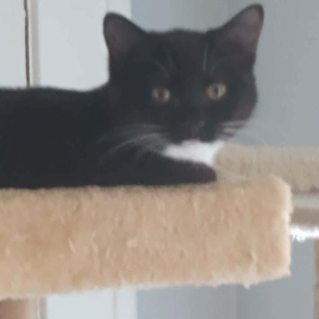 Beans, a Adoptable Domestic Short Hair in Springfield, OH image 3/3