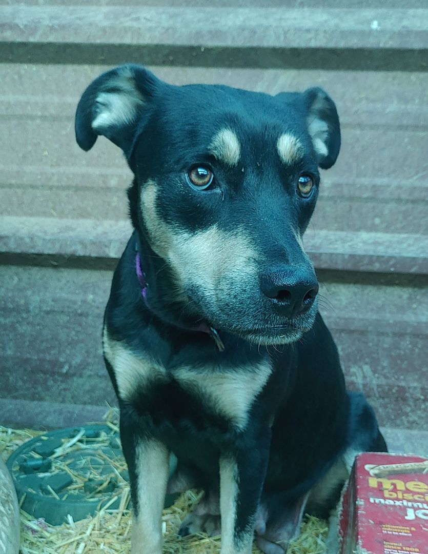 Enlarge Madison, a Adoptable mixed breed in Lubbock, TX image 2/3