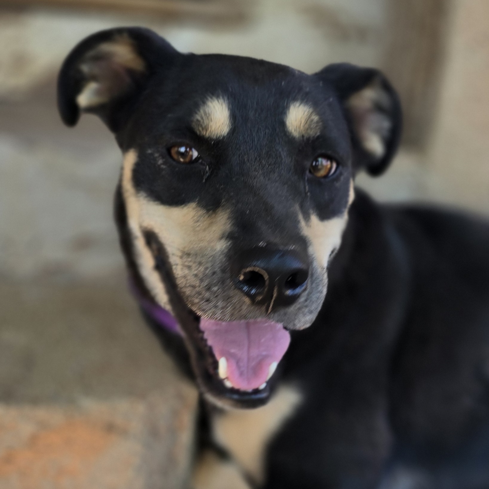 Enlarge Madison, a Adoptable mixed breed in Lubbock, TX image 1/3