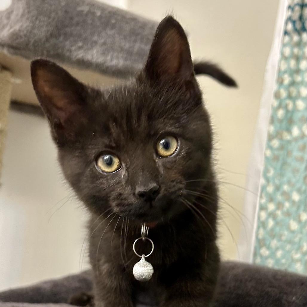 Gonzo, Adoptable, Kitten Male Domestic Short Hair.