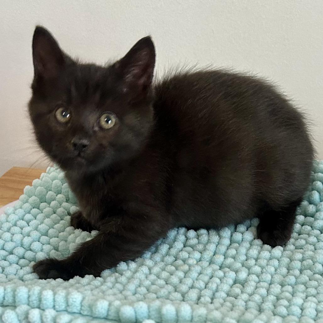 Gonzo, Adoptable, Kitten Male Domestic Short Hair.