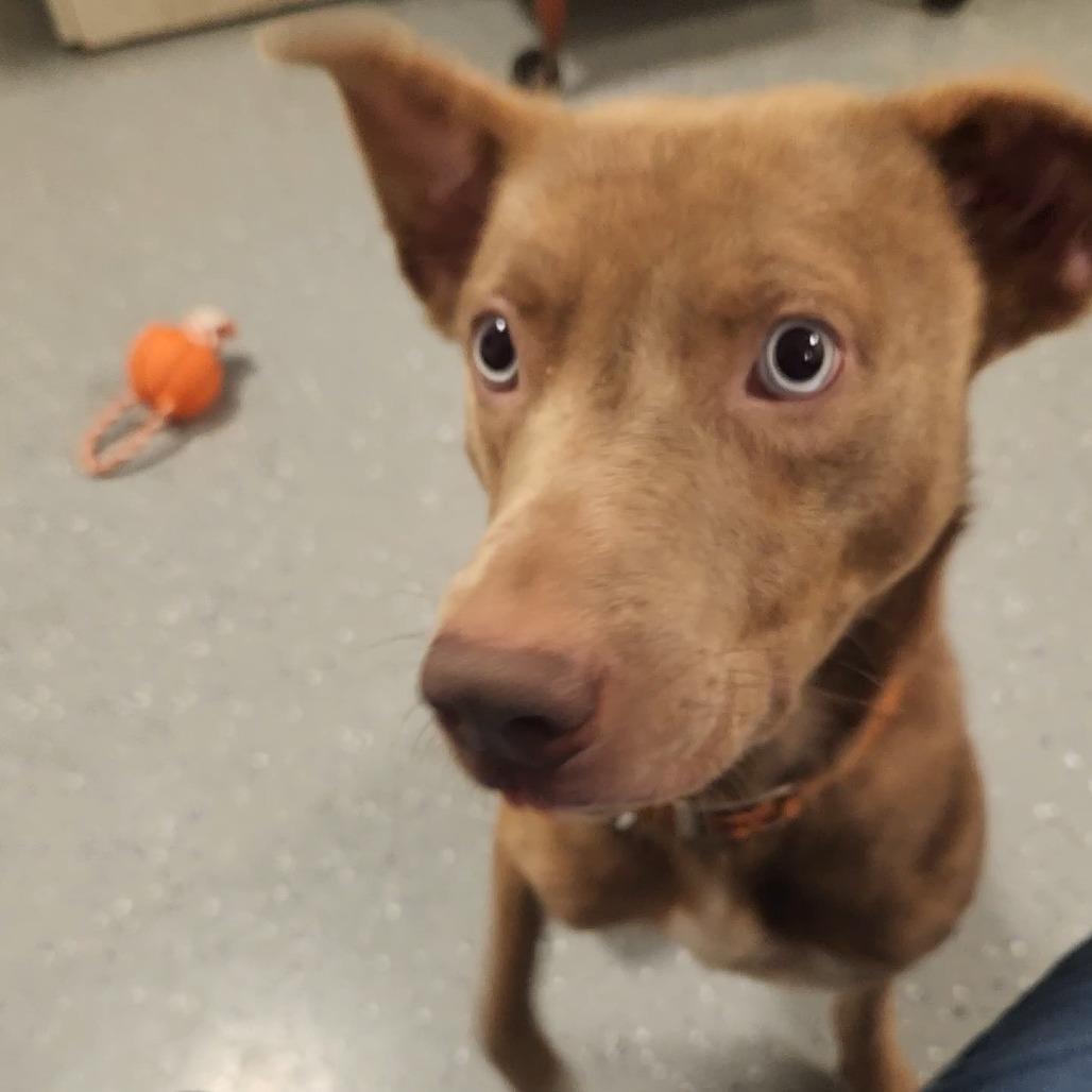 Leslie, Adoptable, Adult Male Mixed Breed.