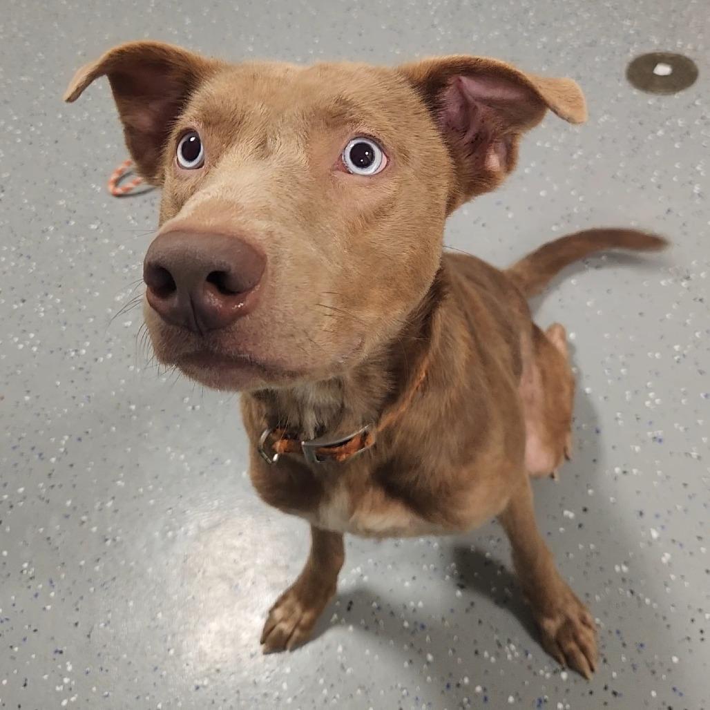 Enlarge Leslie, a Adoptable Mixed Breed in Danville, KY image 2/6