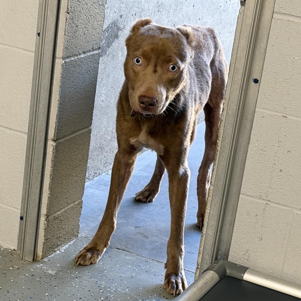 Enlarge Leslie, a Adoptable Mixed Breed in Danville, KY image 3/6