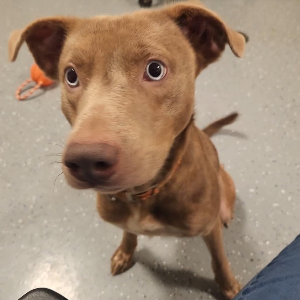 Enlarge Leslie, a Adoptable Mixed Breed in Danville, KY image 4/6