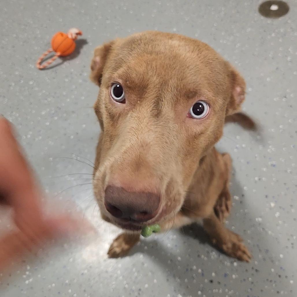 Enlarge Leslie, a Adoptable Mixed Breed in Danville, KY image 5/6