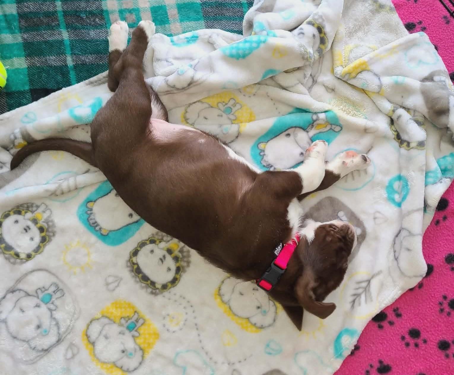 Lola, a ADOPTABLE mixed breed in Lowell, IN image 2/2