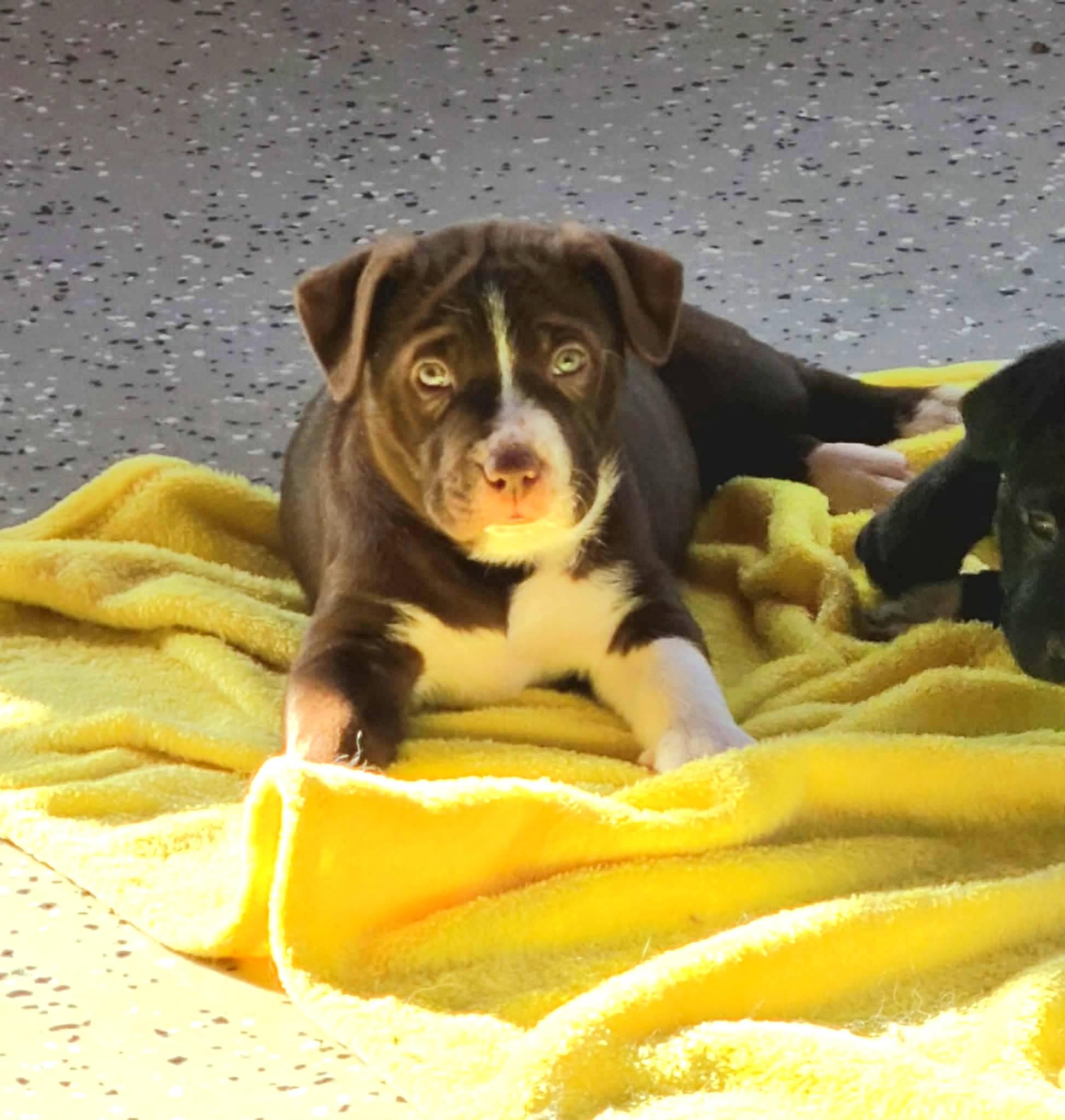 Lola, ADOPTABLE, Puppy Female American Staffordshire Terrier.