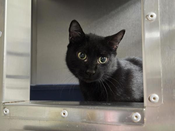 Cassandra - Barn Cat, Adoptable, Adult Female Domestic Short Hair.