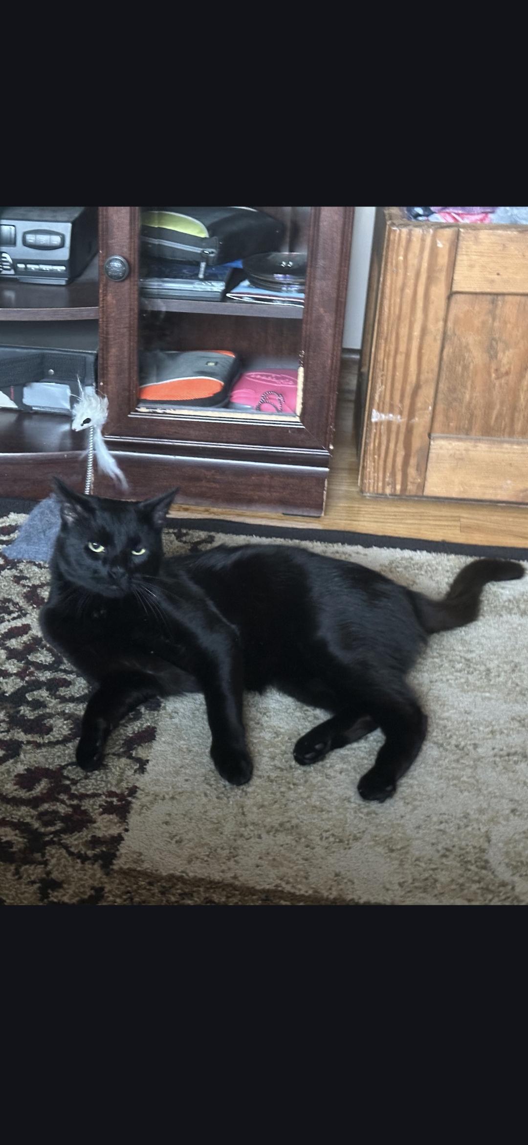 Enlarge Cocoa, a Adoptable Domestic Short Hair in Canton, CT image 1/5