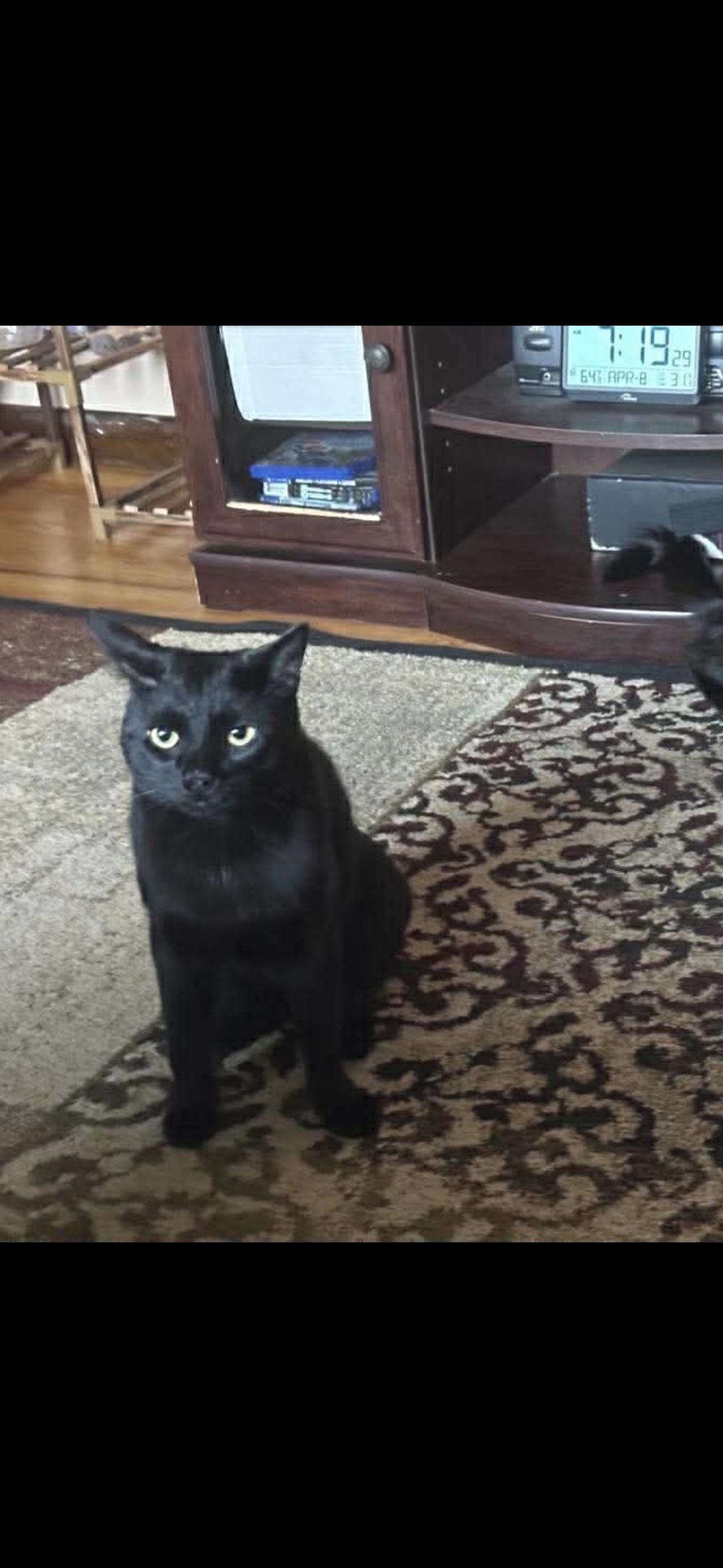 Enlarge Cocoa, a Adoptable Domestic Short Hair in Canton, CT image 2/5