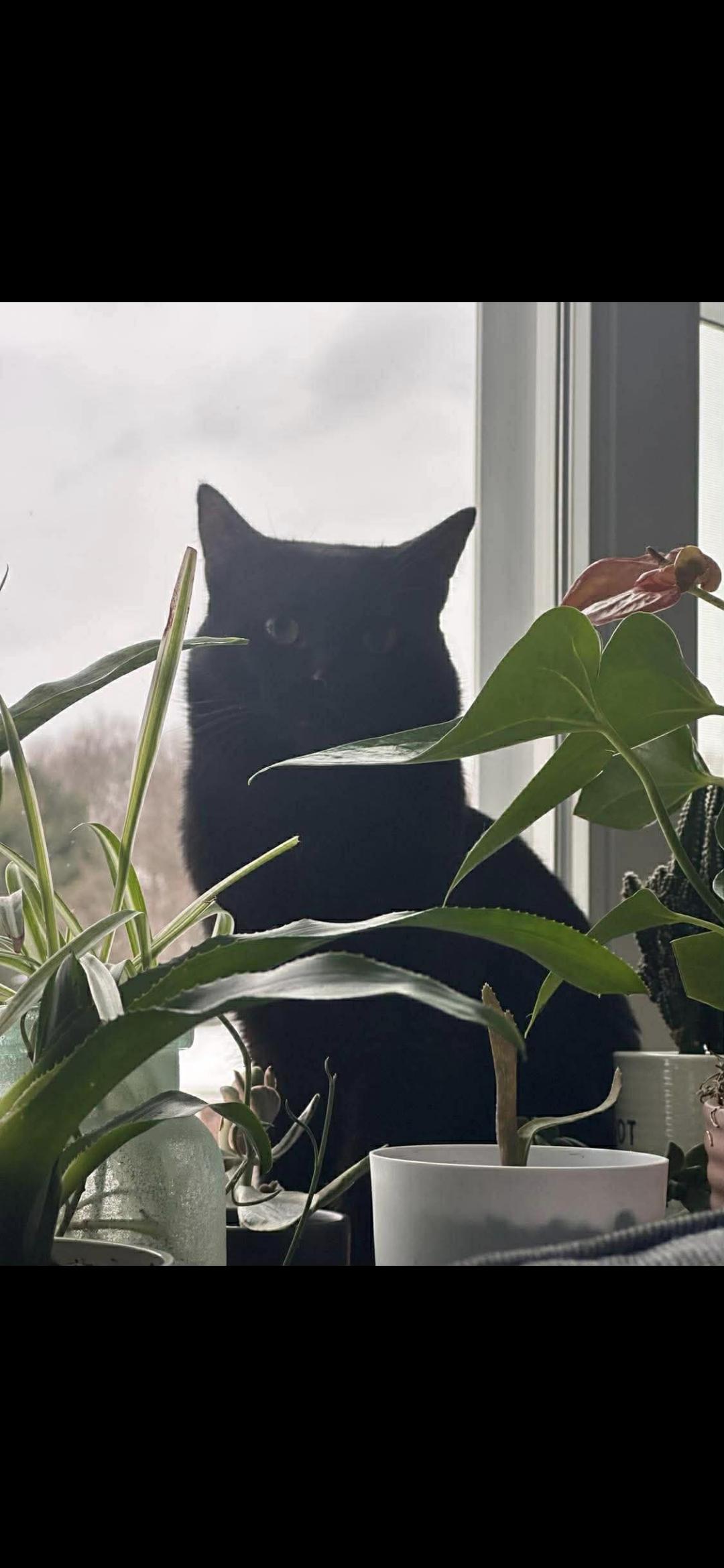 Enlarge Cocoa, a Adoptable Domestic Short Hair in Canton, CT image 3/5