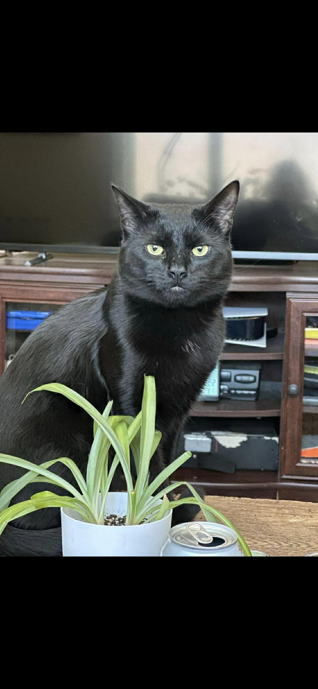 Enlarge Cocoa, a Adoptable Domestic Short Hair in Canton, CT image 4/5