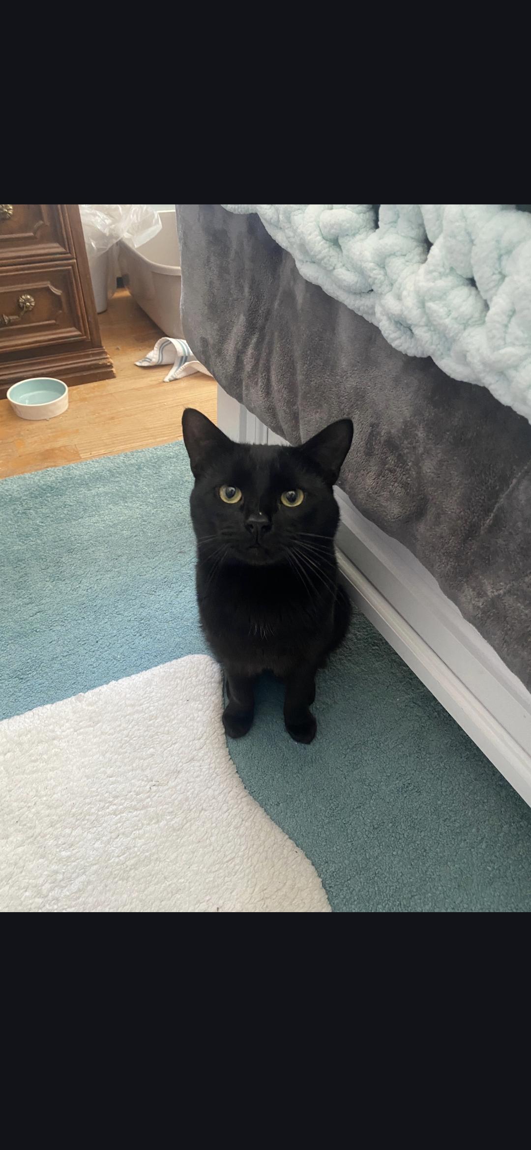 Enlarge Cocoa, a Adoptable Domestic Short Hair in Canton, CT image 5/5
