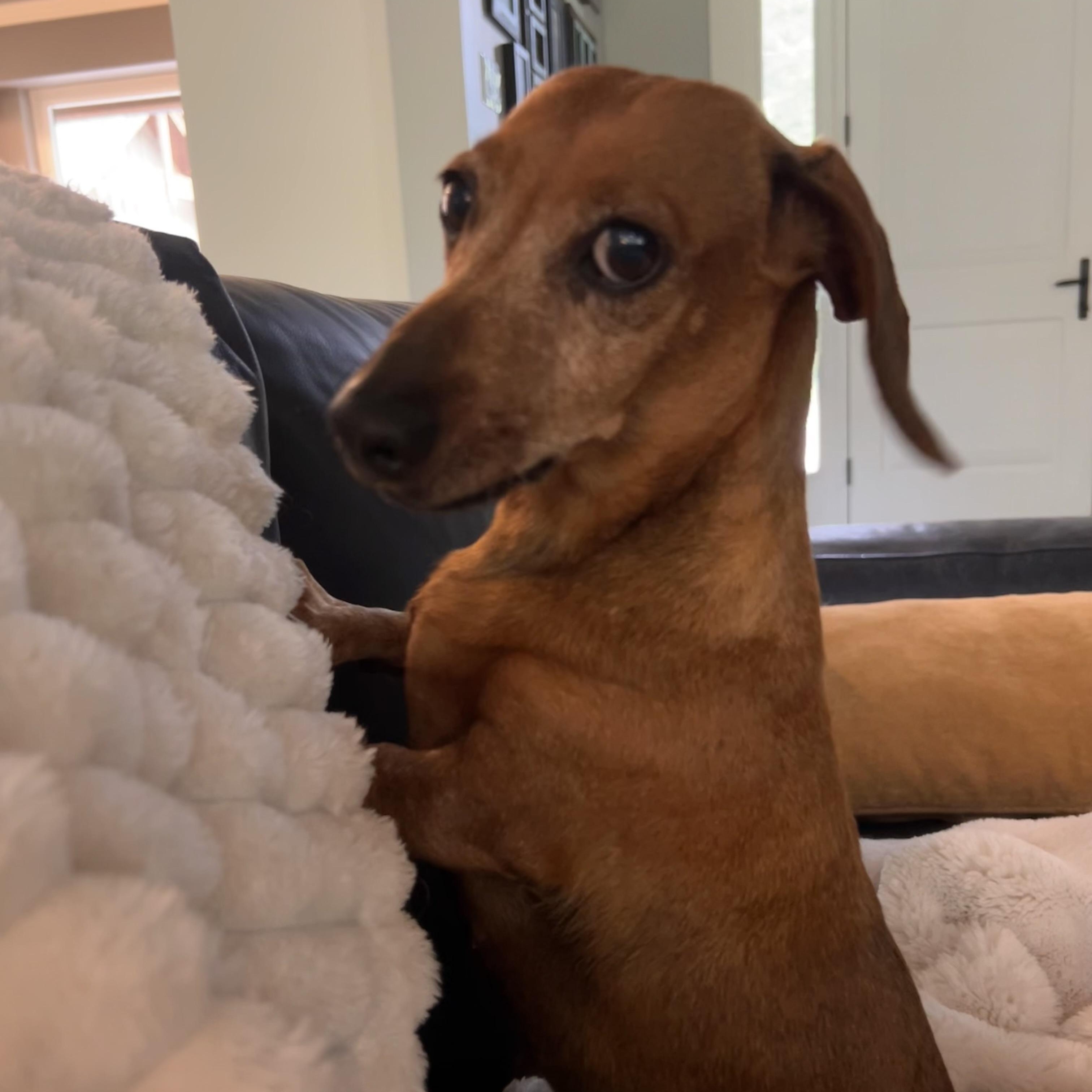 MILLICENT, a ADOPTABLE Dachshund in Abbotsford, BC image 4/5