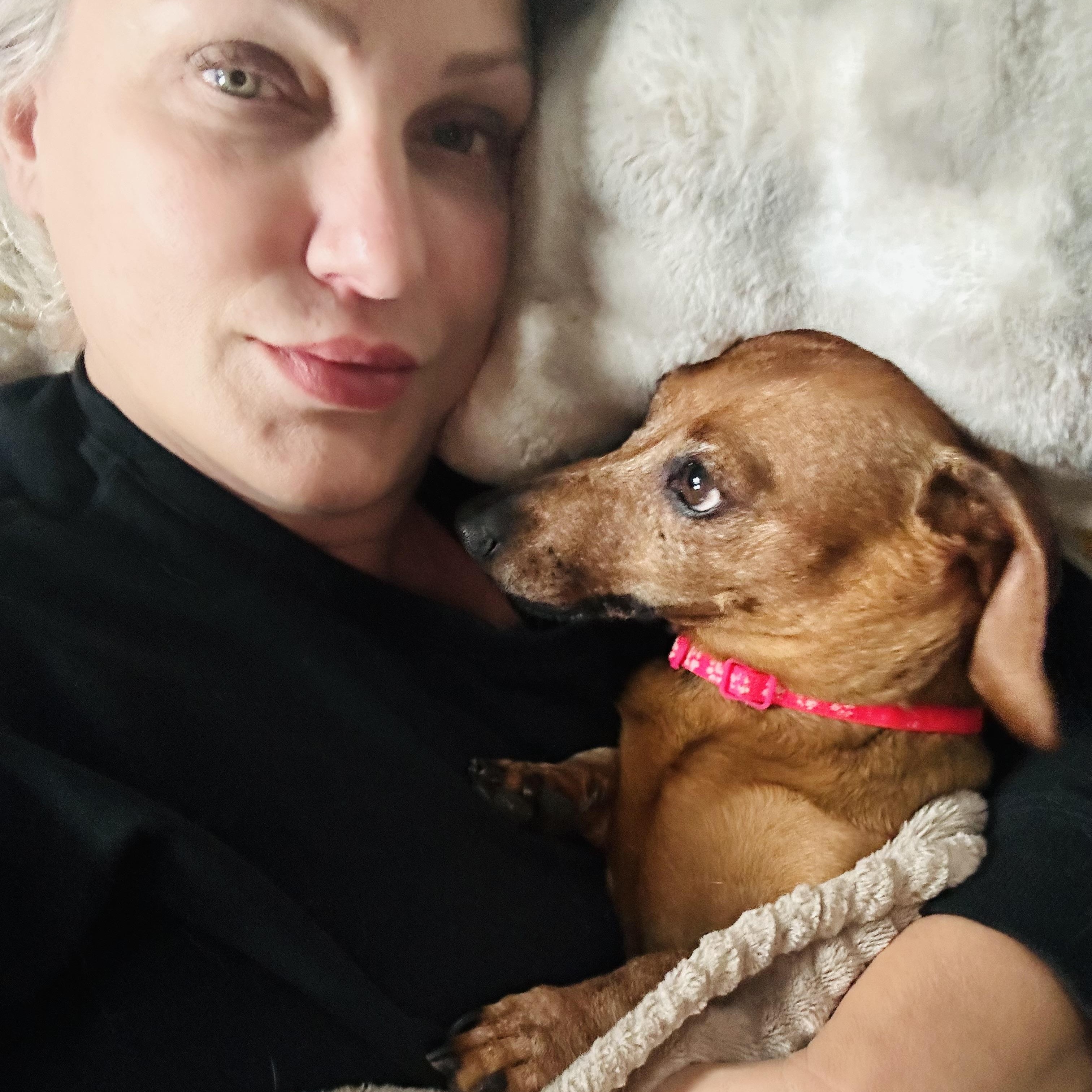 MILLICENT, a ADOPTABLE Dachshund in Abbotsford, BC image 1/5