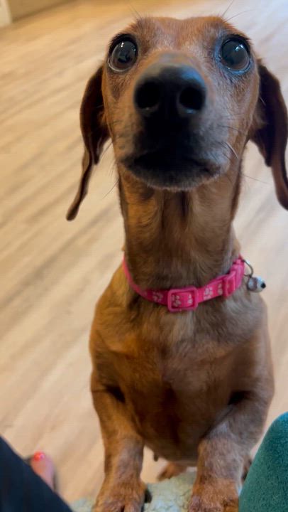 Enlarge MILLICENT, a ADOPTABLE Dachshund in Abbotsford, BC video 2/5