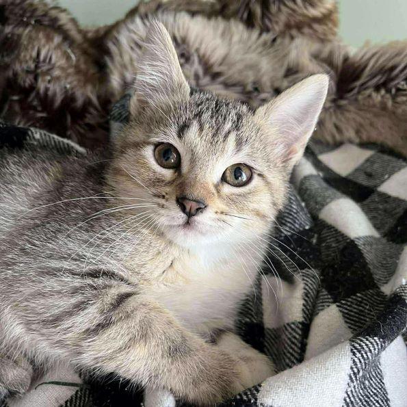 Enlarge Judy Hopps, an adopted mixed breed in Tulsa, OK image 1/4