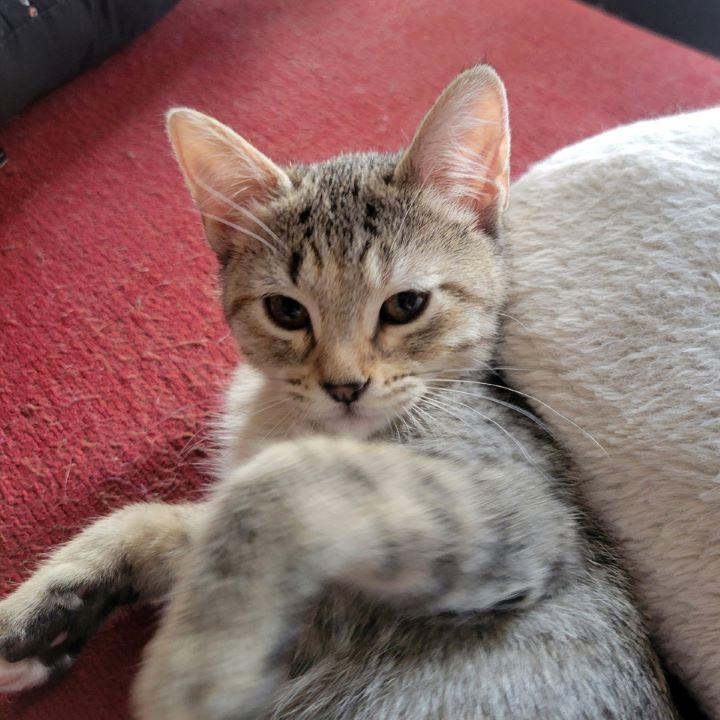 Enlarge Judy Hopps, an adopted mixed breed in Tulsa, OK image 2/4