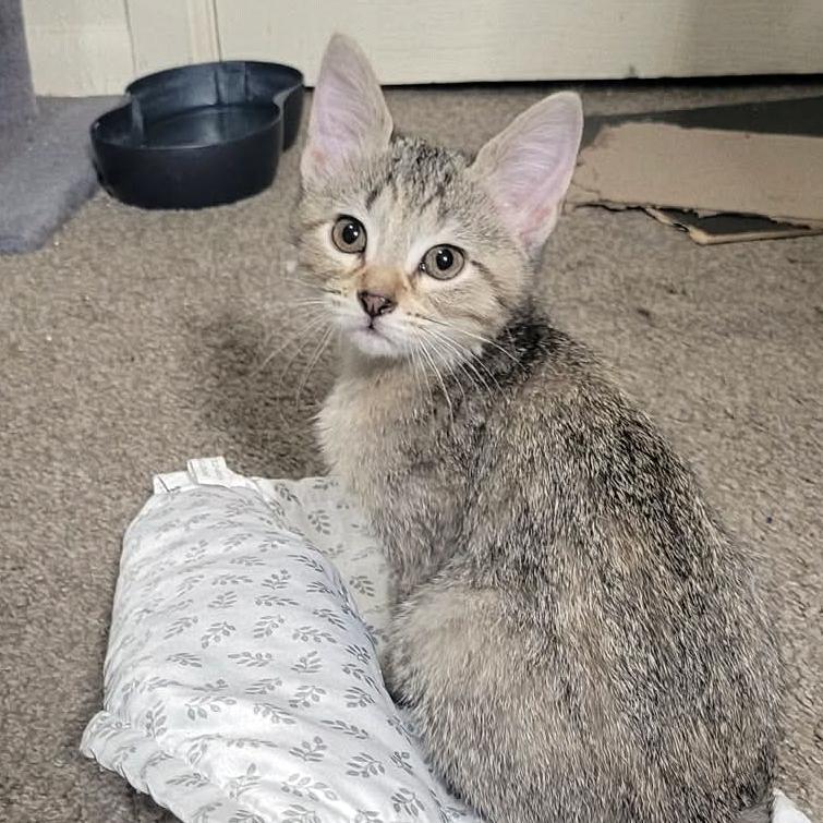 Enlarge Judy Hopps, an adopted mixed breed in Tulsa, OK image 4/4