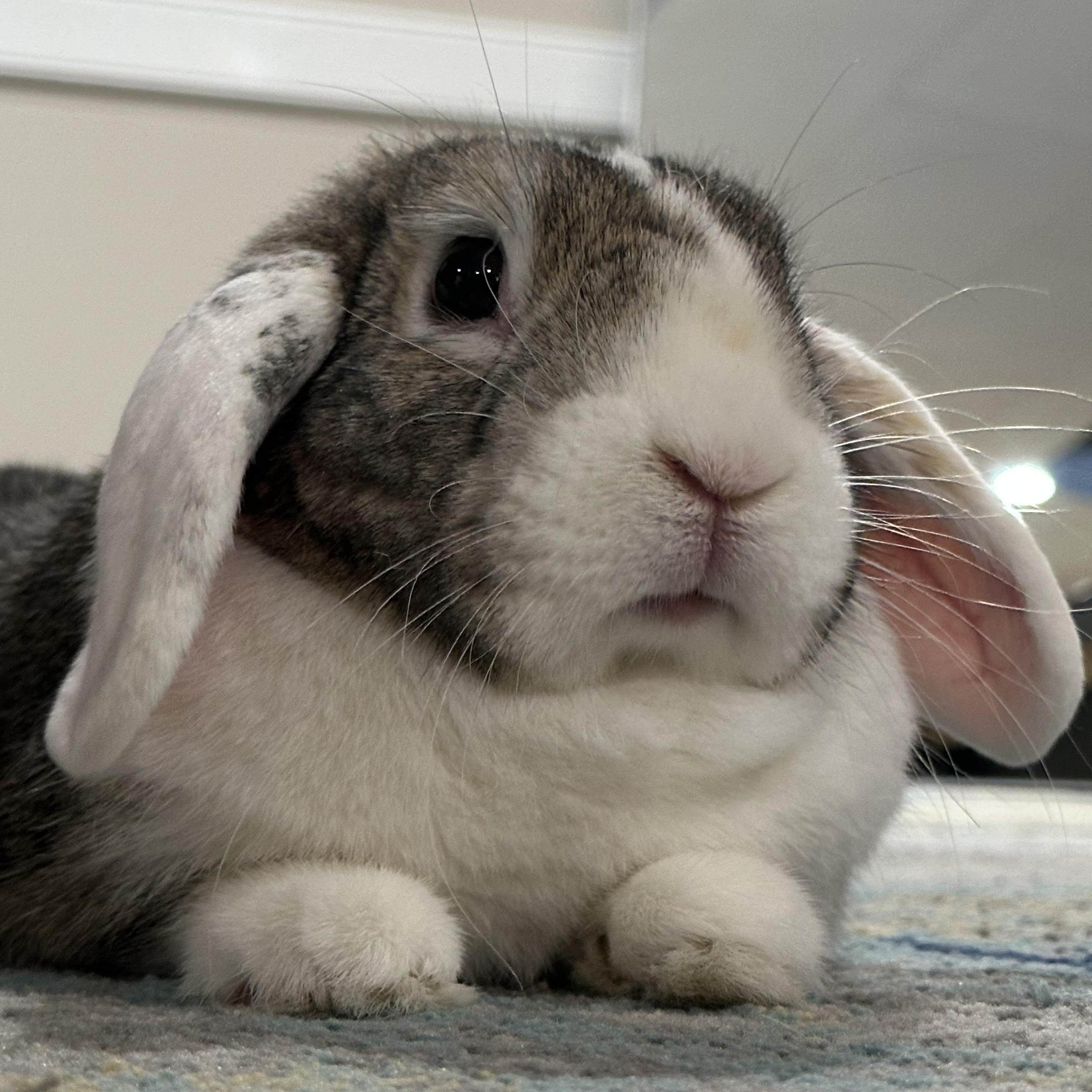 Enlarge Chewy and Lilibet, a Adoptable mixed breed in Chapin, SC image 2/4