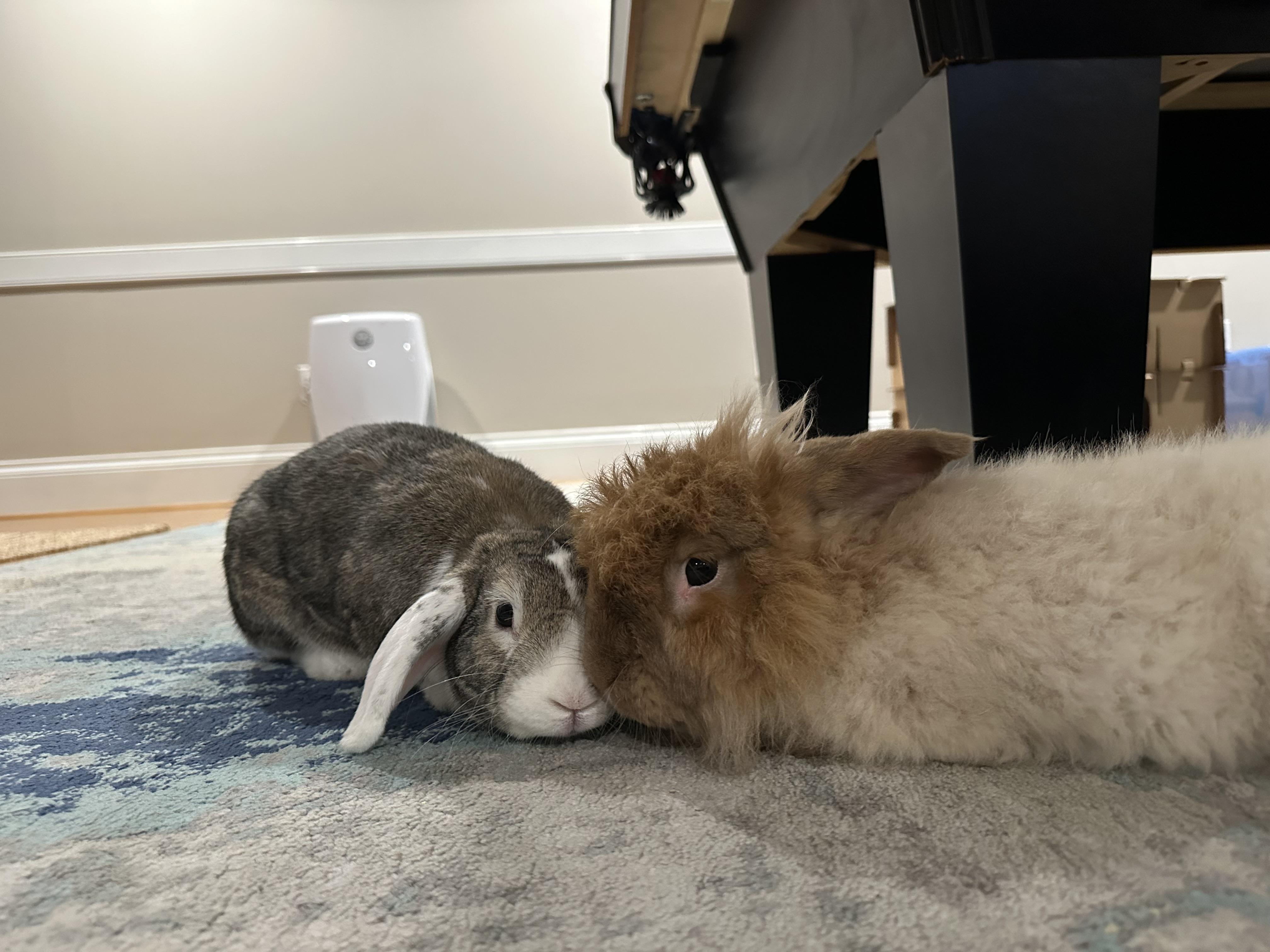 Chewy and Lilibet, Adoptable, Adult Male Angora Rabbit & Holland Lop.