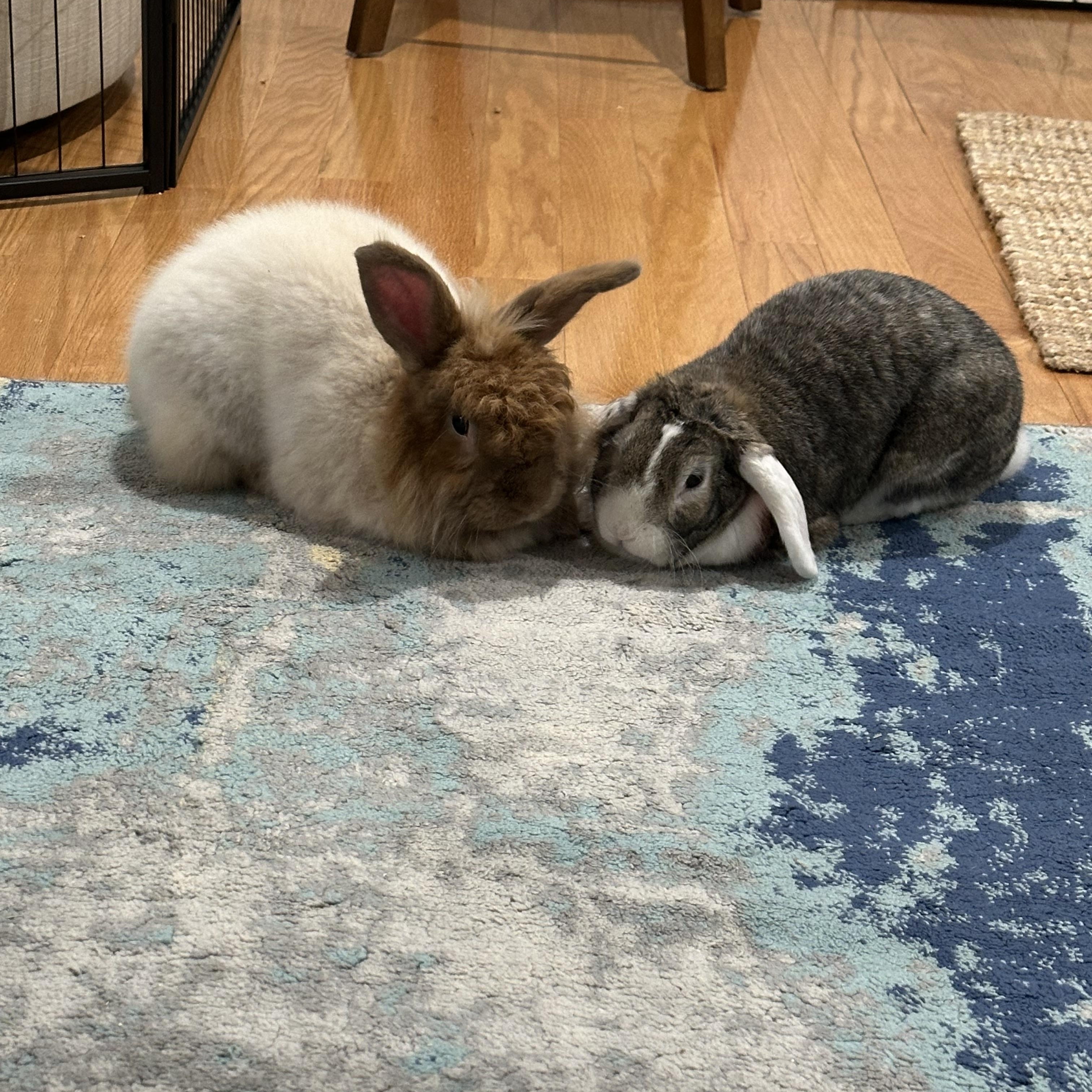 Enlarge Chewy and Lilibet, a Adoptable mixed breed in Chapin, SC image 4/4