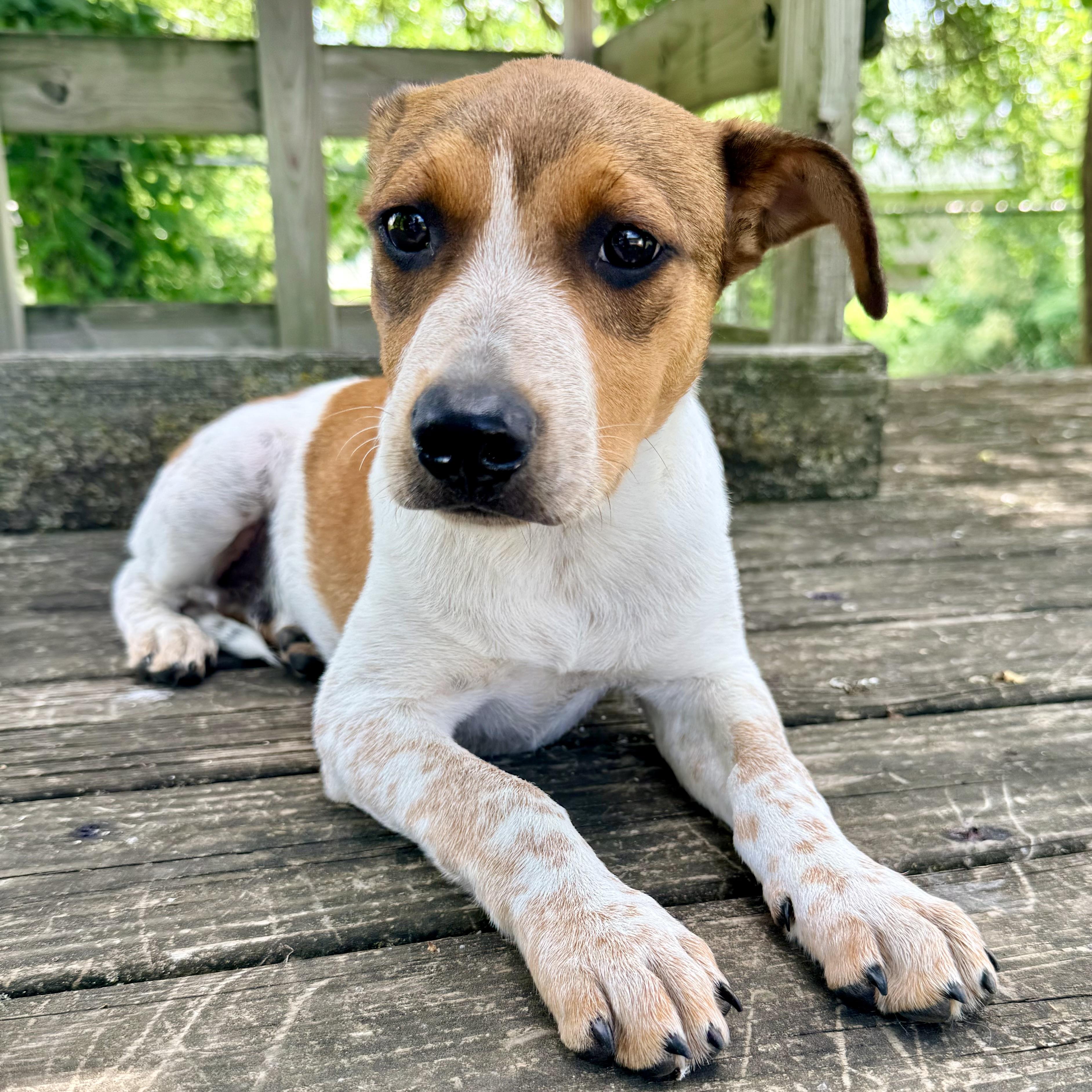 Scooby, an adopted mixed breed in Albany, MO image 6/6